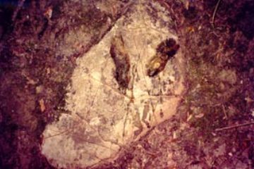 Una pia leggenda, anche recente, ubica nel presi della Canonica regolare di san Salvatore al Montalputno, al confine amministrativo tra Montecatini val di Cecina e Bibbona, una pietra di alberese sulla quale sarebbero presenti le orme di Gesù Cristo. Tale leggenda, di complessa costruzione, prevede che nel 64 d.C Pietro, fuggendo da Roma per salvarsi dalla furia omicida dell'imperatore Nerone, abbia percorso la strada che qui corre, parallela alla via Aurelia, a mezza costa, meno frequentata e più sicura, per dirigersi nei possedimento della famiglia di Lino, suo successore alla guida della chiesa universale, ed originario, anche questo secondo la tradizione, di Volterra. In questo punto Pietro avrebbe incontrato Gesù al quale avrebbe rivolto la famosa domanda "Quo vadis Domine?" e Gesù gli avrebbe risposto a Roma, ad accettare il martirio. A testimonianza dell'accaduto Gesù, appoggiato su questa pietra, avrebbe lasciato le sue impronte. 